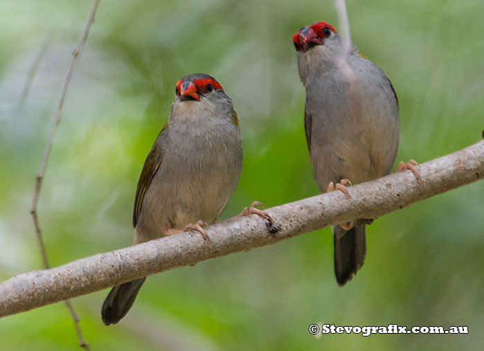 Red-browed Finches