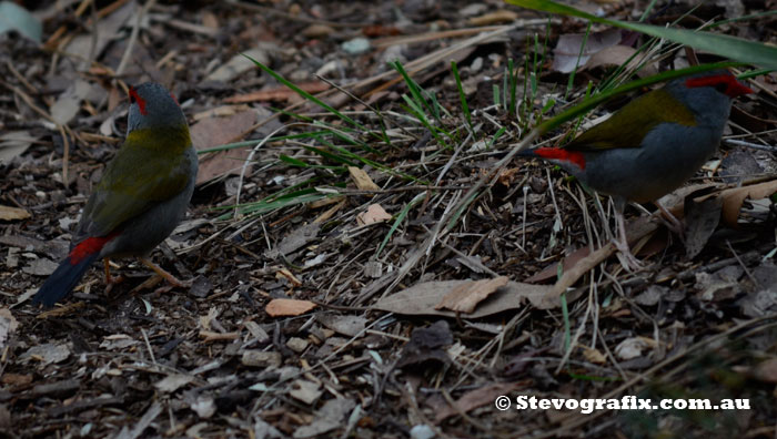 Red-browed Finches