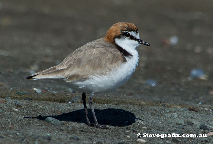 Male Red-capped Plover