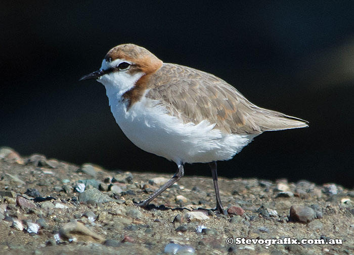 Juvenile male Red-capped Plover