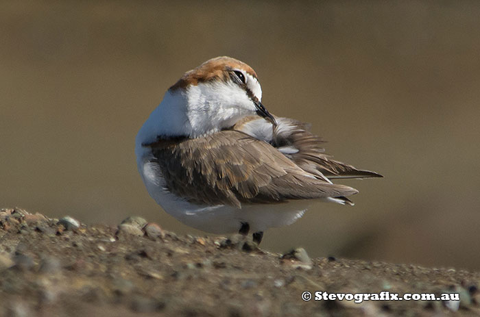 Juvenile male Red-capped Plover