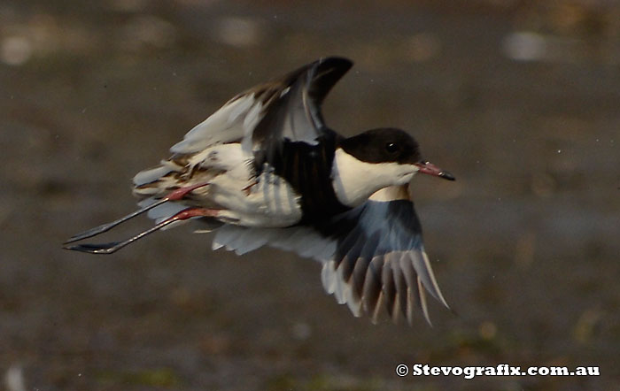 Red-kneed Dotterel in flight