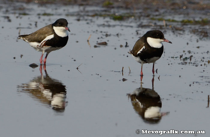 Red-kneed Dotterels