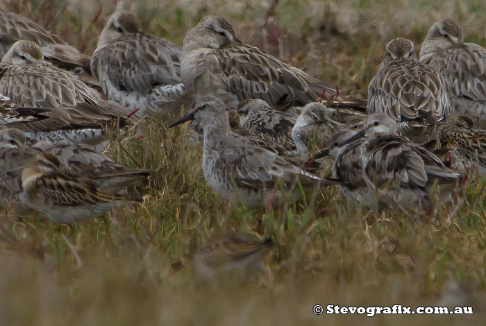 Red Knots