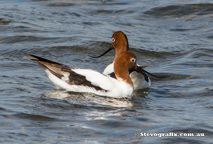 Red-necked Avocets