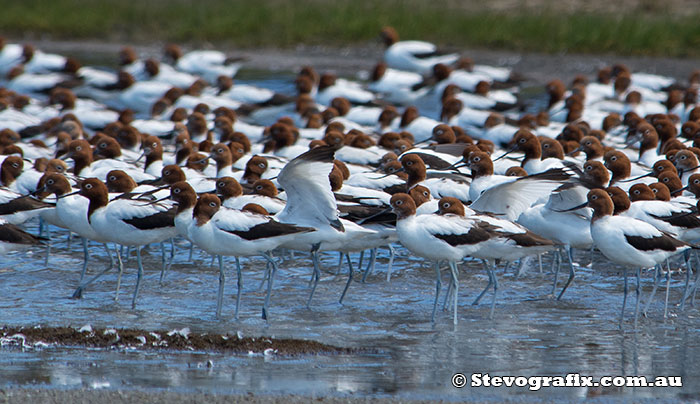 Red-necked Avocets