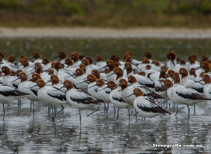 Red-necked Avocets