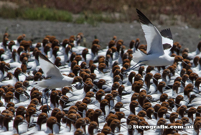 Red-necked Avocets