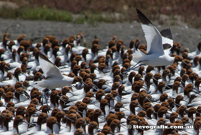 Red-necked Avocets