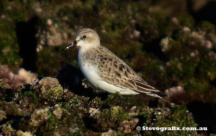 Red-necked Stints