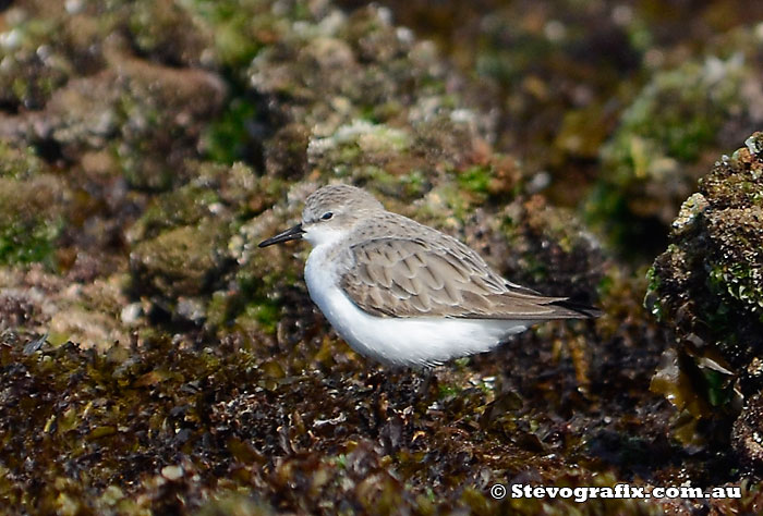 Red Necked Stint