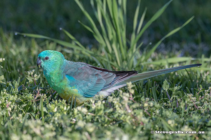 Red-rumped Parrot