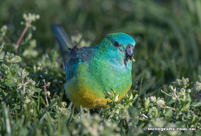 Red-rumped Parrot