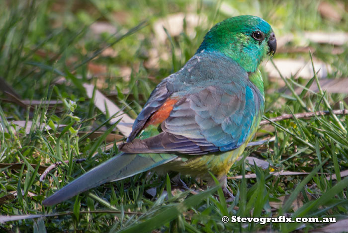 Male Red-rumped Parrot