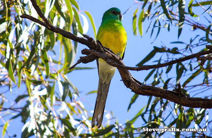 Red-rumped Parot at Little Desert National Park, Vic