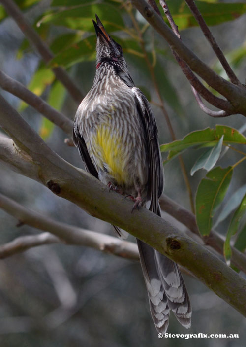 Red Wattlebird Calling