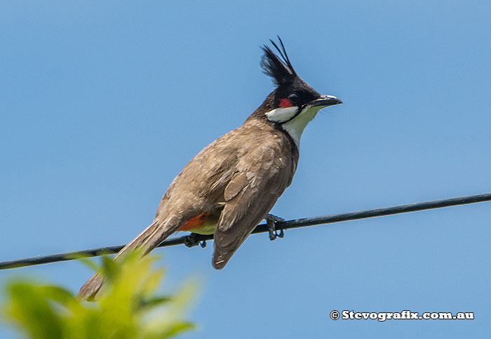 Red-whiskered Bulbul