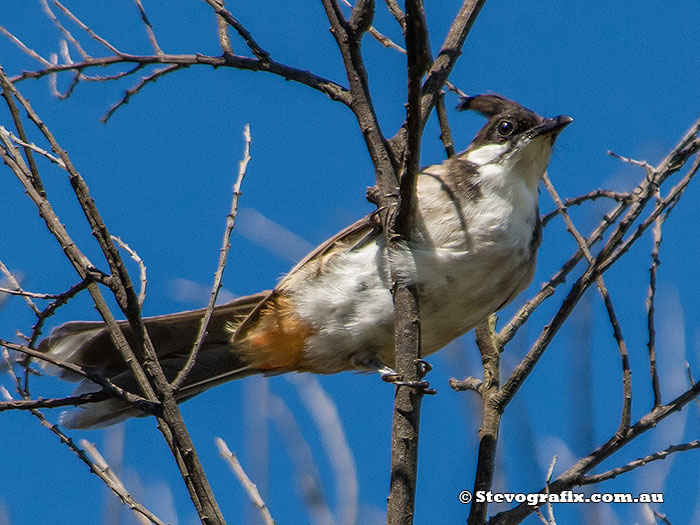 Red-whiskered Bulbul