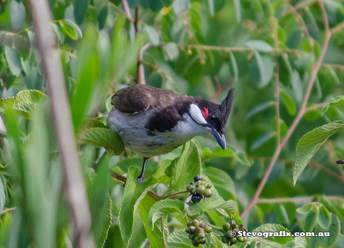 Rediwiskered Bulbul