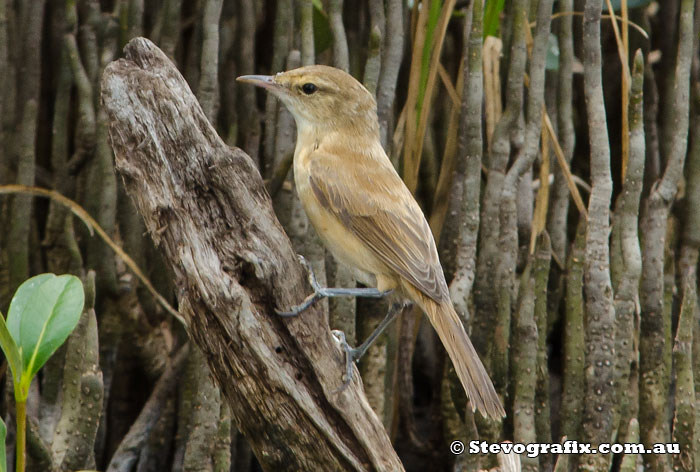 Australian Reed-Warbler