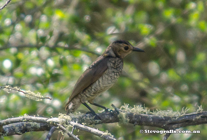 female Regent Bowerbird profile