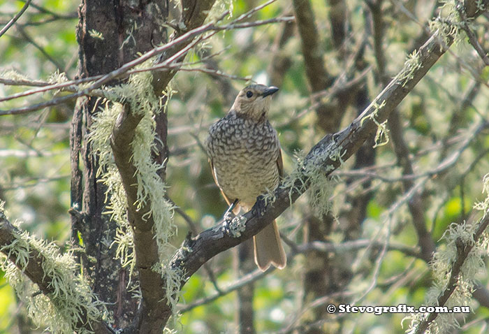 female Regent Bowerbird