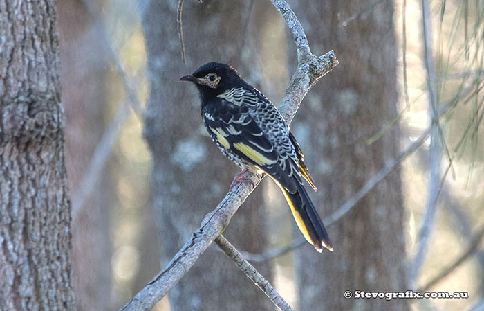 Regent Honeyeater