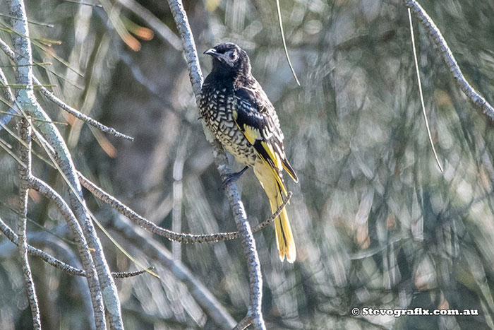 Regent Honeyeater