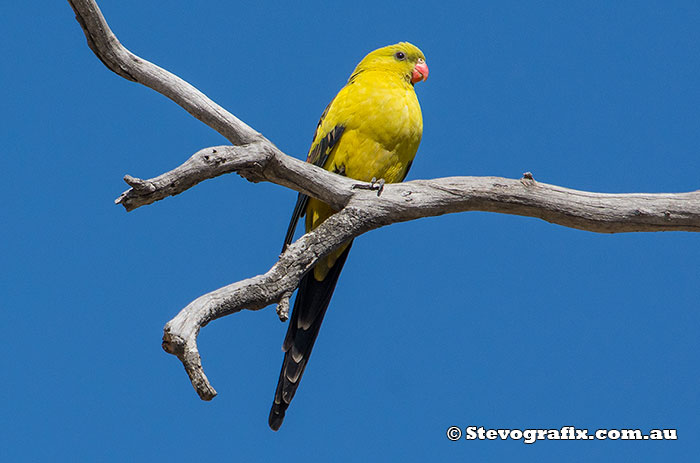 Regent Parrot