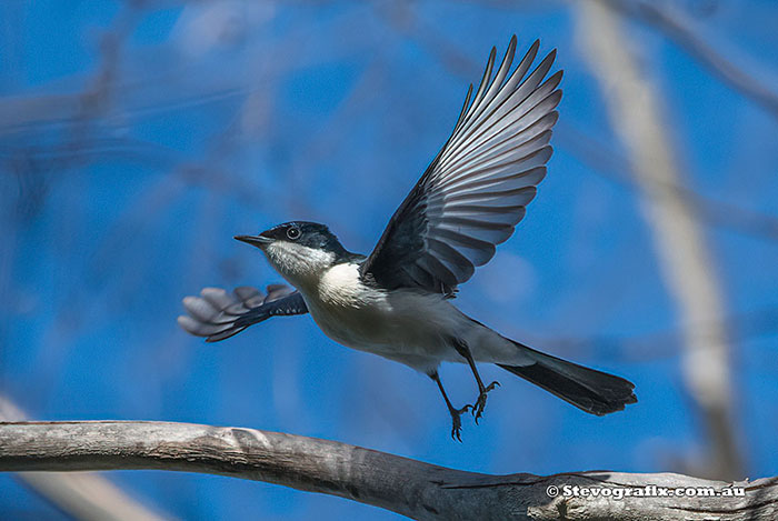 Restless Flycatcher