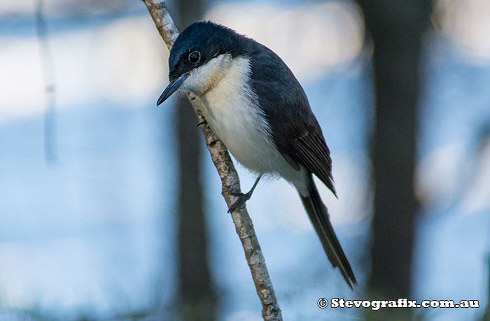 Restless Flycatcher