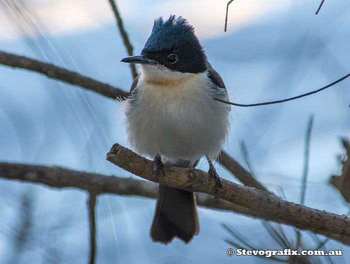 Restless Flycatcher