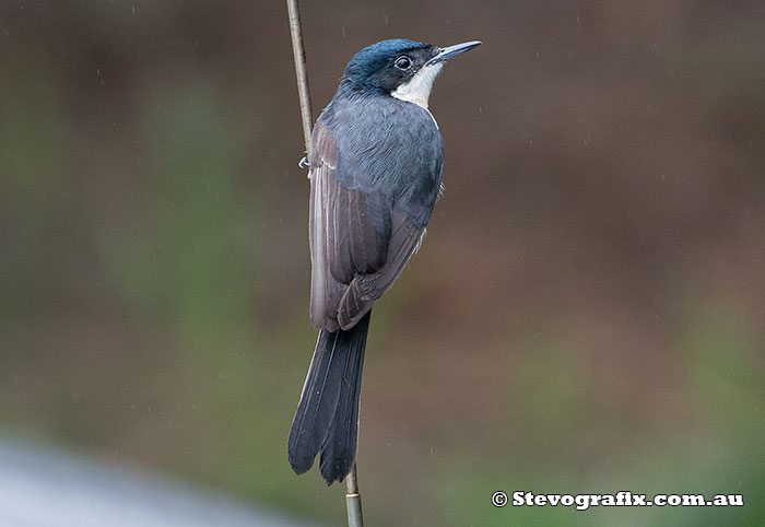 Restless Flycatcher