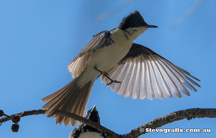 Restless Flycatcher in flight