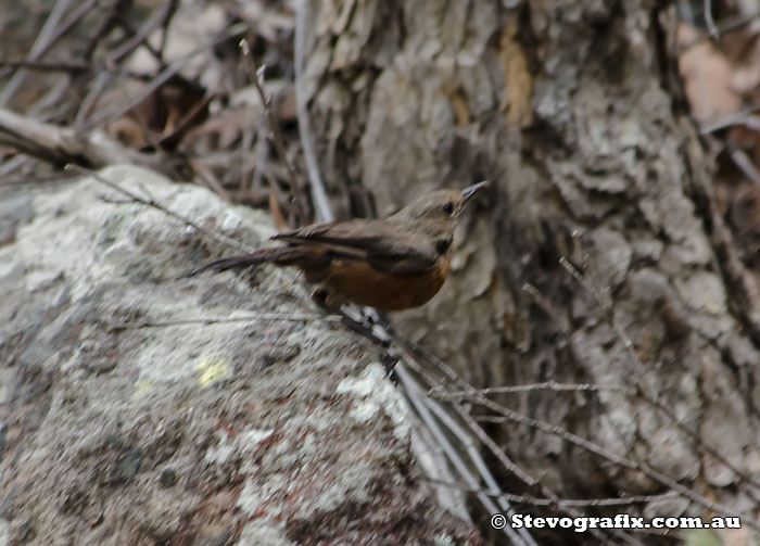 Rock Warbler