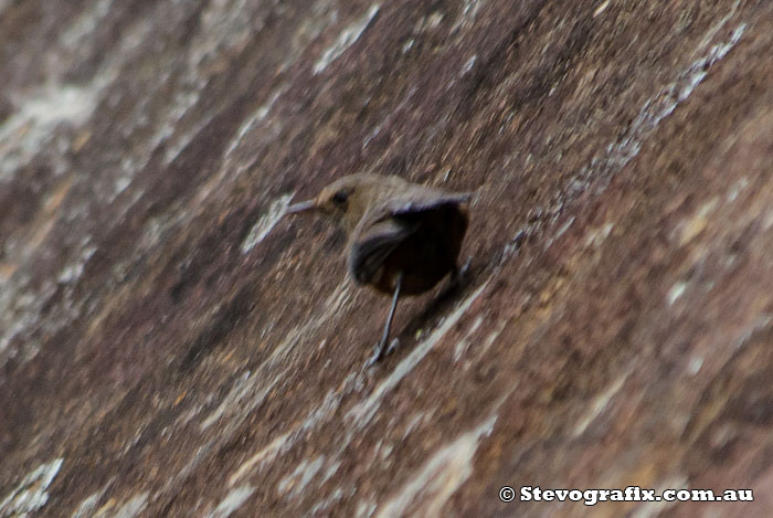 Rock Warbler