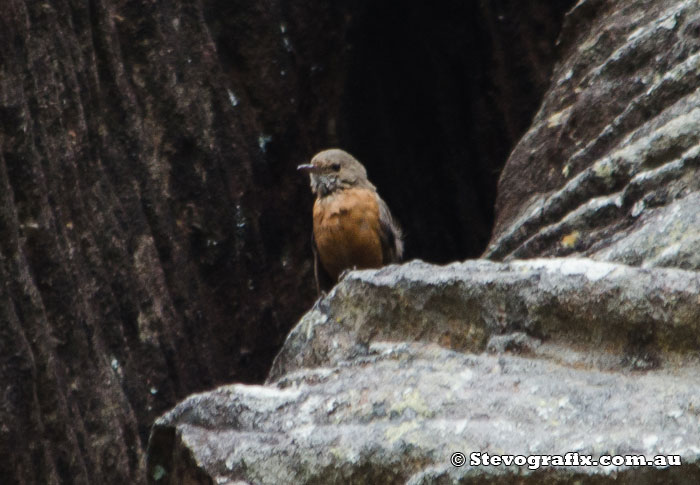 Rock Warbler