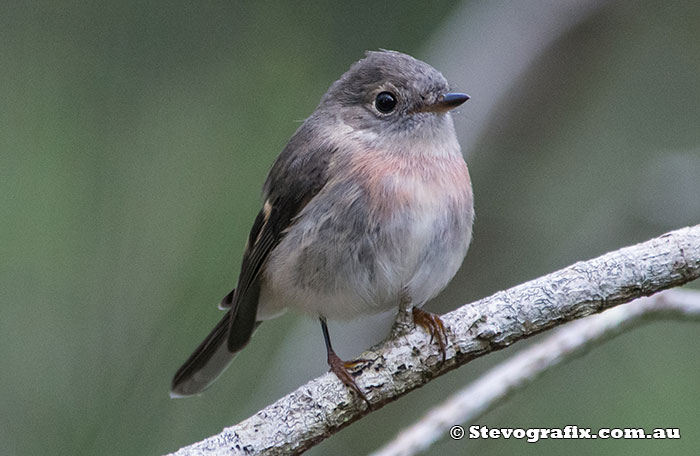 Female Rose Robin