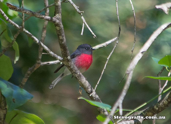 Male Rose Robin