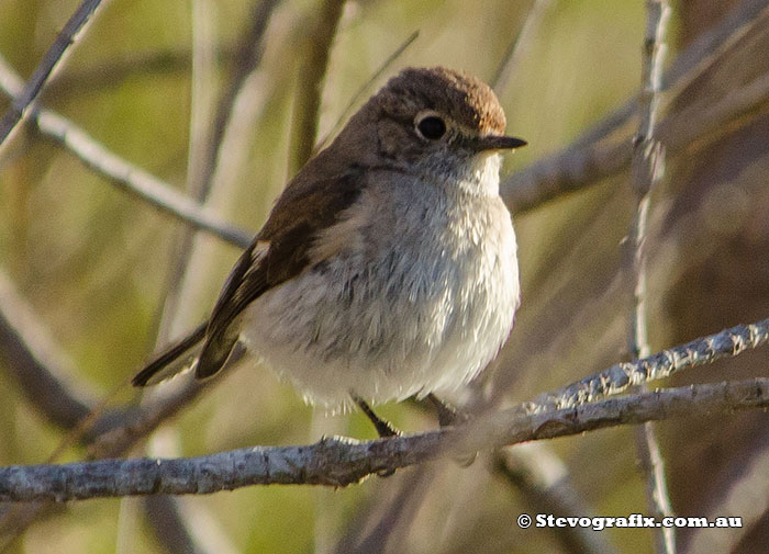 Immature Rose Robin