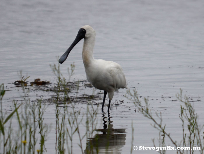 Royal Spoonbill