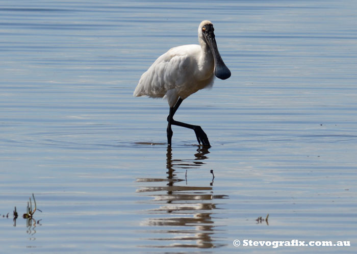 Royal Spoonbill