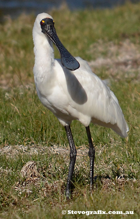 Royal Spoonbill