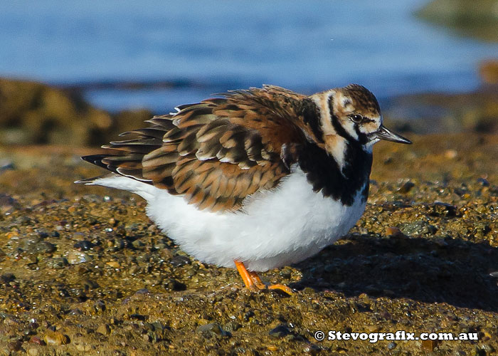 Ruddy Turnstone