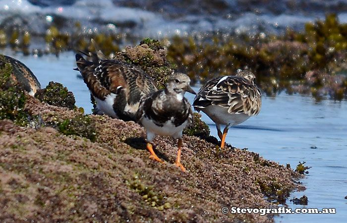 Young Ruddy Turnstone