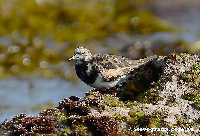 Ruddy Turnstone