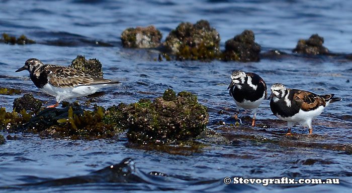 Ruddy Turnstones