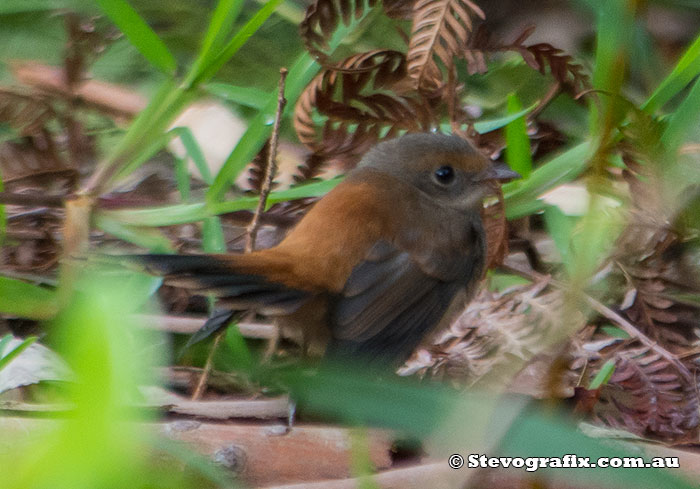 Rufous Fantail