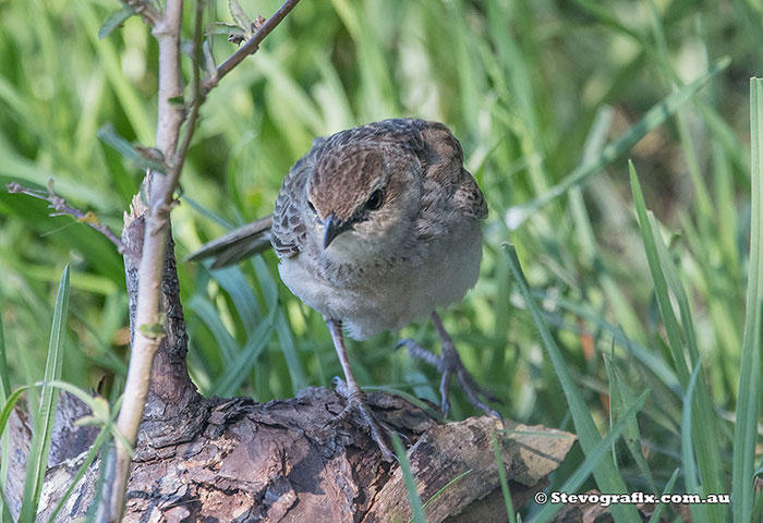 Rufous Songlark