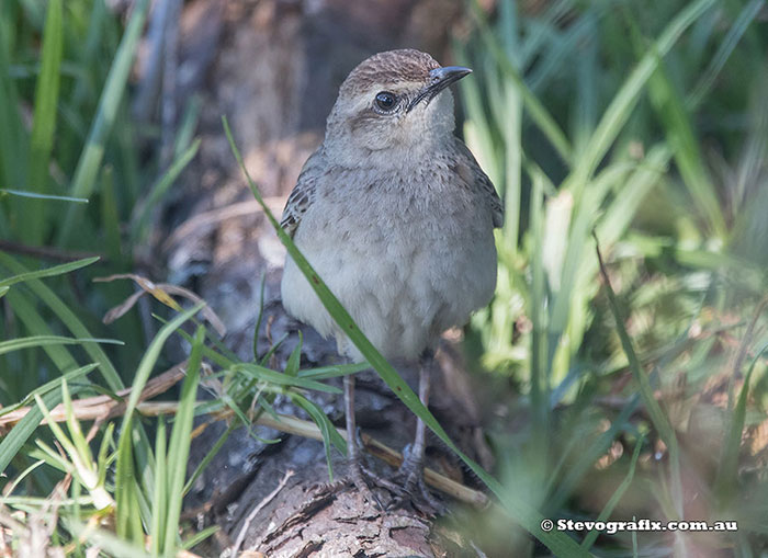 Rufous Songlark